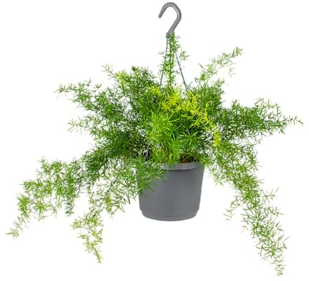 Bloomique - Asparagus sprengeri - Helecho espárrago - Plantas colgantes - Plantas de interior - Purificadora del aire - Altura 20-30 cm - Maceta colgante 17 cm