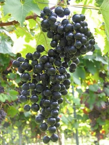 Vitis vinifera Muscat Bleu blaue Weinrebe Tafeltraube mehltauresistent