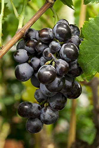 Vitis vinifera blau 80-100 cm - Weinrebe, blaue Trauben, Erntezeit September-Oktober, ideal für Pergolen, winterhart und pflegeleicht