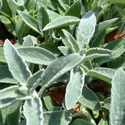 milenrama lanosa comprar semillas de silvestres perennes resistentes milenrama lanosa medicinales, 35pcs