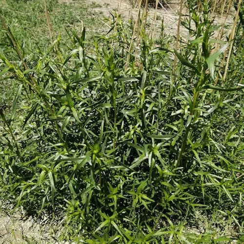 semillas de estragón jardín de balcón cultivo jardín exótico resistentes semillas jardineros variedades 600pcs