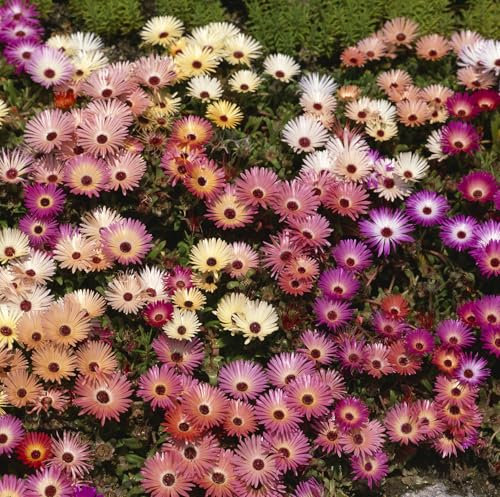 PREMIER SEEDS DIRECT - Mesembryanthemum – Pastel Mixed - 4500 Flower Seeds