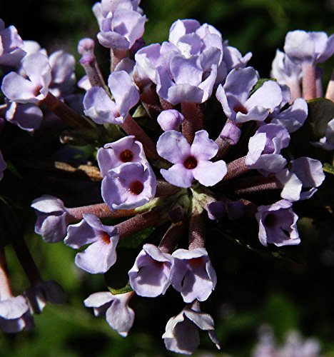 Hänge Sommerflieder Schmetterlingsflieder violette Blüte Buddleja Alternifolia Containerware 40-60 cm