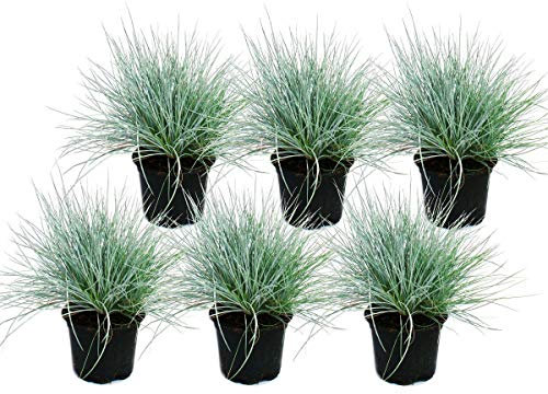 Herbe de fétuque bleue - Festuca glauca - set de 6 plantes - pot de 9cm
