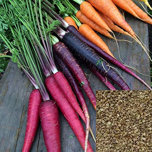 Luojuny Karottensamen, 100 Stück/Set Karottensamen, natürlich, gentechnikfrei, kältebeständig, voller Vitalitätssamen für den Garten Saatgut