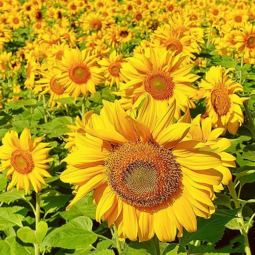 semillas de girasol perennes resistentes - exóticas Invernaderos 800pcs