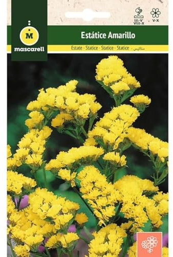 Mascarell Semillas, ESTATICE AMARILLO, Semillas Flores Exterior para Decoración, 0,4 Gramos