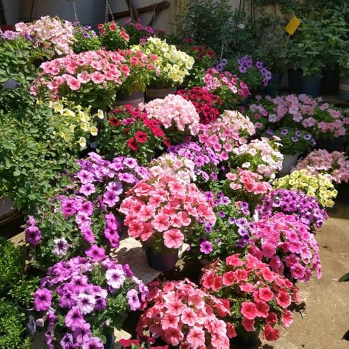 semi di petunia - perenni rampicanti resistenti esterni esotiche giardino 500pcs