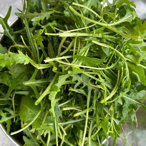 semi di rucola giardino biologici, varietà antiche, campo aperto rialzata per 1000pcs