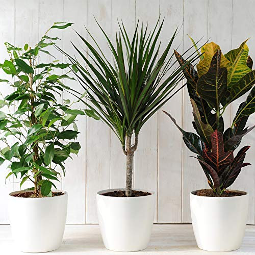 Air Purifying Evergreen 6 x Indoor House Plants Collection Clean Scandi Lifestyle Real Plants with Unique Foliage & Eye Catching Designs, Scandi Houseplant Lucky Dip by Thompson and Morgan