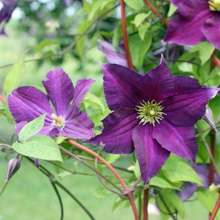 Clematis viticella 'Viola' - Schöne Kletterpflanze