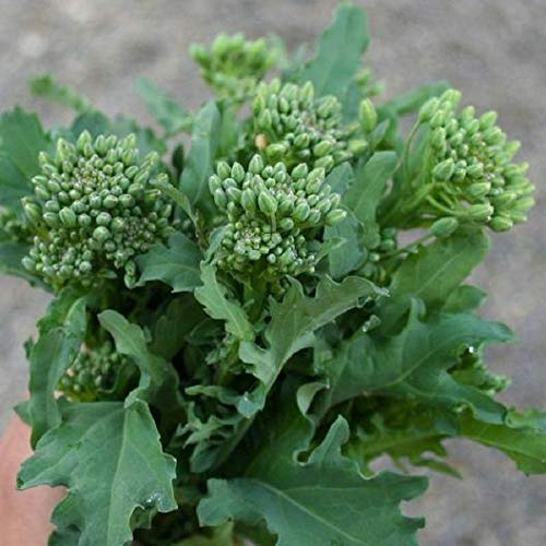 HeirloomSupplySuccess 100 Heirloom Spring Rapini Broccoli Raab/Rabe Seeds