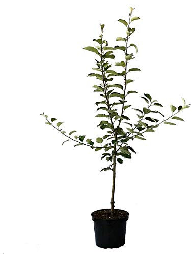 Apfelbaum Jonagold beliebter Winterapfel Tafelapfel Buschbaum 110-140 cm 7,5 Liter Topf Unterlage M9