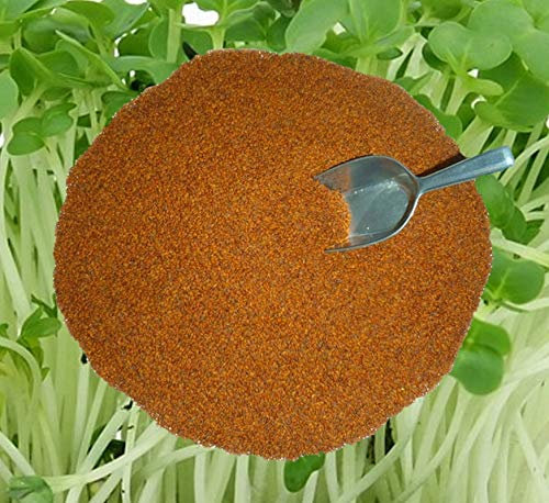 Kresse Gartenkresse Sprint Einfache 500 g frische, reine Ware Samen