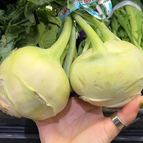 semi di cavolo rapa biologici di invernali di cavolo rapa da giardino resistenti perenni, rare verdi 200pcs