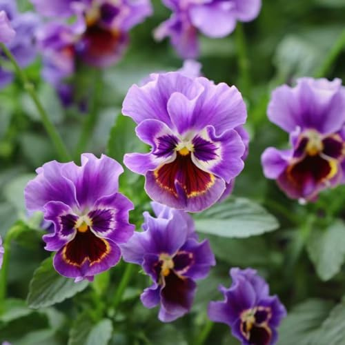 semi di viola del pensiero resistenti decorazioni giardino per esterni rialzata recisi balcone interno 150pcs
