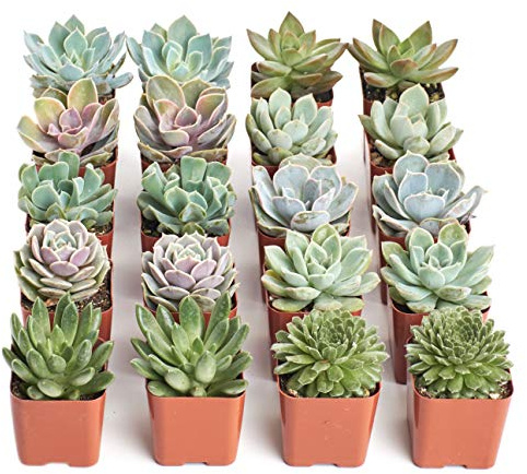 Shop Succulents Rosette Succulent Plant Pack Bulk Collection - Live Mini Succulent Plants, Low Maintenance, Floral Shaped Mix of Colors & Textures - Wedding and Party Favors, Gift & Garden, Pack of 20