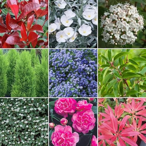 GardenersDream 5 x Mixed Evergreen Shrub Plants - Colourful Outdoor Garden Ready Potted Plant - All Year Round Flowering Shrubs - Outdoor Plants for Gardens and Borders (15-50 cm, incl. 9 cm Pot)
