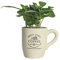Echte Kaffee Pflanze coffea arabica ca. 30cm - pflegeleichter Kaffeestrauch, Zimmerpflanzen, Zimmerpflanzen Set, grünpflanzen zimmerpflanzen, Kaffeepflanzen (1, Kaffeepflanze mit Tasse)