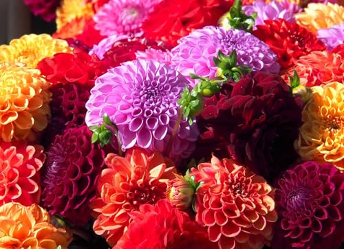 Dahlia Tubers for Planting, Mixed Colors - Grow Stunning Perennial Dahlia Flowers (12 Bulbs)