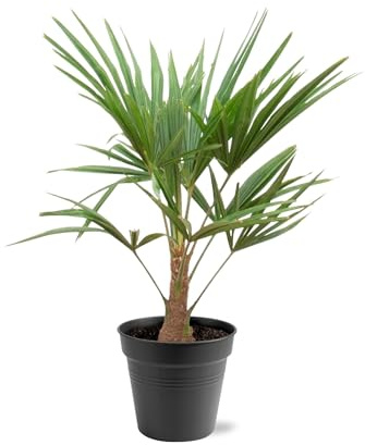 Hamppalm – Trachycarpus 100 cm – Ø 21 cm – vintergrön palm med fläktformade blad – exotisk krukväxt för trädgård, terrass, vinterträdgård och vardagsrum – lättskött
