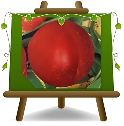 EURO PLANTS Pesco Pesche Nettarine a Polpa Gialla Maria Carla Età 2 Anni