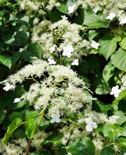 Climbing Hydrangea - Hydrangea anomola subsp. petiolaris 1 x 9cm Pot