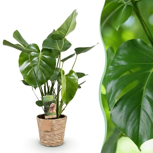 Monstera Deliciosa - Plante en trou - Peu d'entretien - avec panier - Vert - 50-55cm - Ø17cm - Plante d'intérieur - Vert persistant