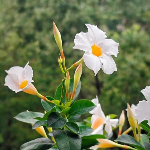 semillas de dipladenia - Mandevilla, Cubresuelos resistentes variedades orgánicas tradicionales Decoraciones de jardín exteriores, 350pcs