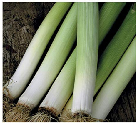 PREMIER SEEDS DIRECT - Italian Leek - CARENTAN 2-400 Finest Seeds (Organic)