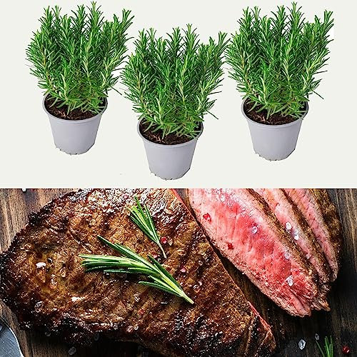 3 x Barbeque Rosemary Plants in 9cm Pots - Fresh BBQ Rosemary Plants - Rosmarinus Officinalis Fresh Herbs to Flavour Your BBQ (Environment Friendly Packaging)