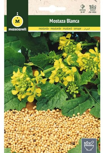 Mascarell Semillas, MOSTAZA BLANCA (SINAPIS ALBA), Semillas de Hierbas Aromáticas para Plantar, Crea tu Propio Huerto en Casa, 10 Gramos