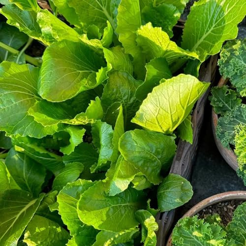 Semillas de pak choi - col mostaza china de orgánicas, variedades tradicionales trepadoras hortícolas balcón con parterre elevado 250pcs