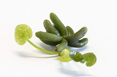 Lincolnshire Pond Plants Ltd - Nymphoides Aquatica (1 Water Banana) - Aquarium Plants - Aquarium, Fish Tank, Live Plants for aquascaping, mosses, Fern, Tropical Aquatic Plants.