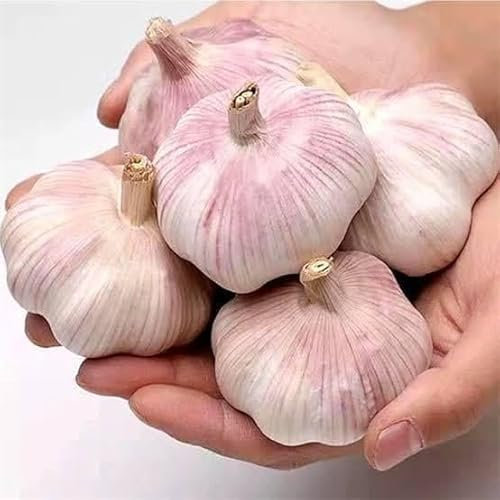 Finest 30 Garlic Cloves Purple Wight Planting Now Viable Cloves Seeds 2025