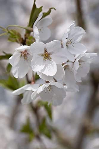 Prunus fruticosa 'Globosa' 80 cm Stamm – Winterhart, Mehrjährig, Pflegeleicht – Kugelkirsche – Zierbaum für Garten & Terrasse