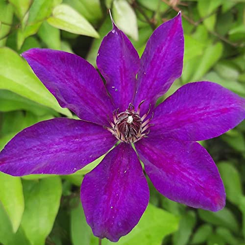 Clématite à Multiflores Le Président 1L - Plante de Jardin, Arbres fruitiers - la Décoration Parfaite pour Votre Propriété - Pour les Débutants et les Jardiniers Professionnels