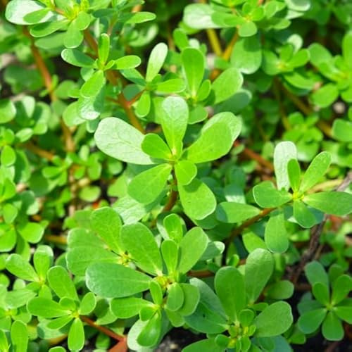 TomorrowSeeds - Green Purslane Seeds - 5000+ Count - for 2026 Planting Portulaca Oleracea Lettuce Verdolaga Pigweed Bakleh Bhaji Vegan Weed Pusley Garden Vegetable Grow Your Own Home Farm Patio