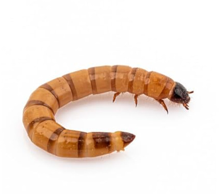 Anthouse – Zophoba Morio Ración Grande de 250 Gramos – Alimento Vivo Nutritivo para Hormigas y Reptiles Insectívoros – Gusanos de la Harina para Dieta Natural – Alto Contenido en Proteínas y Grasas