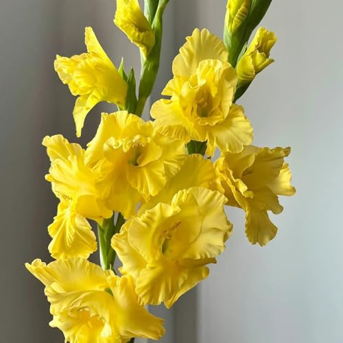 20bulbos Los de gladiolo son perennes y resistentes. macetero, primavera de gladiolo exóticas resistentes exóticas