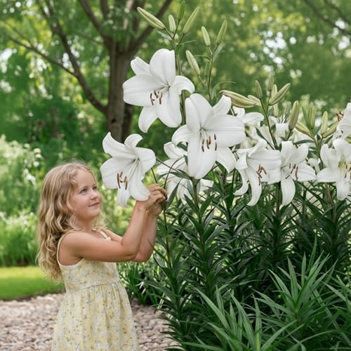 FLORIUM Liljelökar som är resistenta mot kall och perenn | Giant Lily Pretty Woman | 3 stycken | Exklusiva Holländska blomlökar | För plantering i trädgård och blomkruka