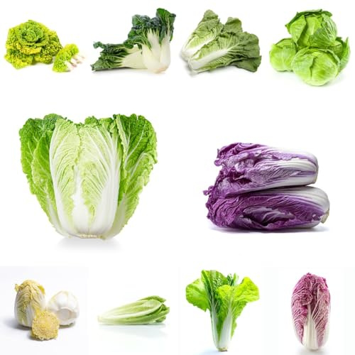 cavolo cinese, semi di pak choi, resistenti giardino sul balcone esotico vecchie varietà resistenti per giardini rocciosi raro balcone serra vecchie varietà 450pcs