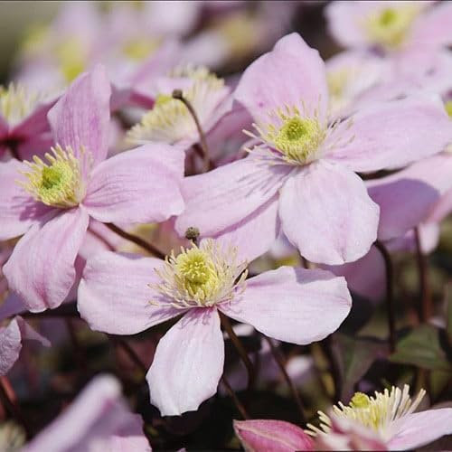 Plant World Seeds - Clematis Montana Pink Seeds (Climber Seeds)