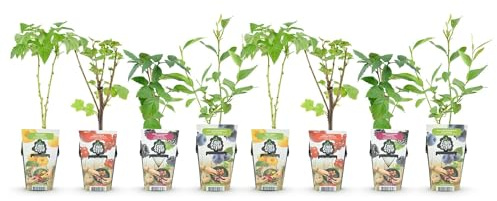 GreenboutiQ - Obstpflanzen - Regenbogen - Rote Johannisbeere - Gelbe Himbeere - Schwarze Brombeere - Blaue Beere - Winterhart - 8 Pflanzen - Topf 9cm