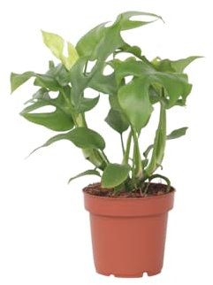 Plant in a Box - Monstera Minima - Rhaphidophora Tetrasperma - Plante d'intérieur - Plante à trou - Pot 12cm - Hauteur 20-30cm