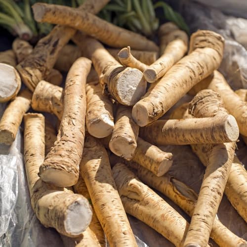 semi di rafano biologici - giardino balcone resistenti, interno rari 400pcs