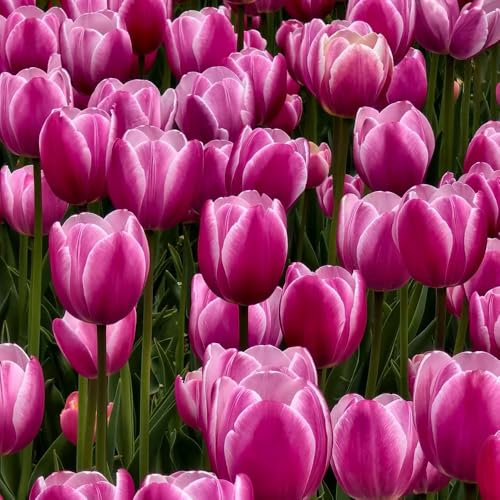 tulpen zwiebeln, tulpenzwiebeln winterhart mehrjährig topf pflanze frühblüher Stauden tulpenzwiebel bodendecker mehrjährig, KüBelpflanzen indoor garten dekoration Tulpenknolle 9pcs