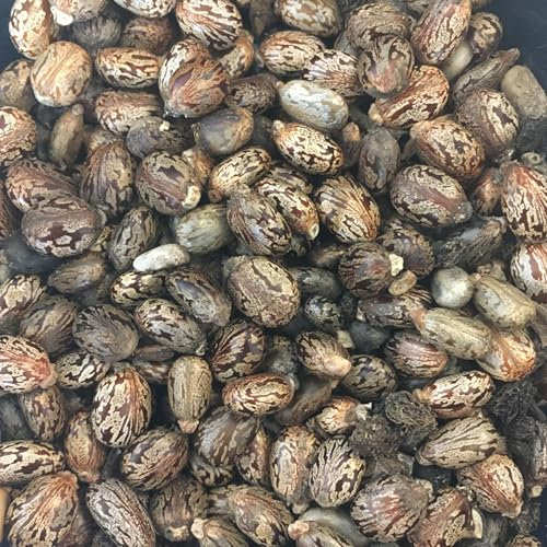 lot de 250 graines de ricin rouge ricinus communis à planter culture et récolte rapide des plantes. 250 pcs