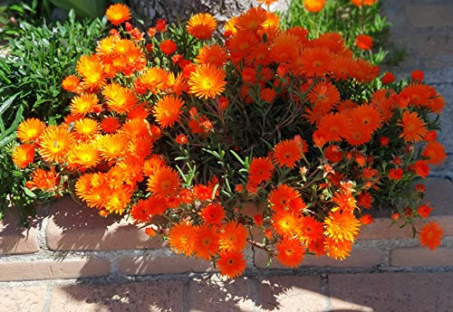 E.C.A.T.E. DELOSPERMA pianta IN VASO piante grasse FIORI BRILLANTI Succulente NO SEMI (ARANCIONE)
