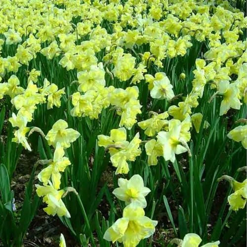 Narzissen blumenzwiebeln winterhart mehrjährig mix,narzissen weiss,selten,Anmut,Bepflanzung im Innen-und Außenbereich,narzissenzwiebeln Rosa knollen.-8 zwiebeln-D